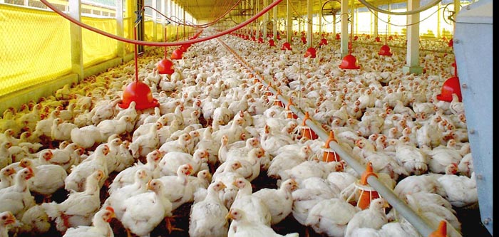 Poultry Farming for Beginners – ARPIonline